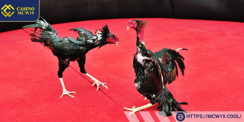 Introduction to Iron-Spurred Cockfighting