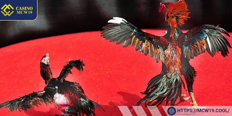 Knife-Spurred Cockfighting at Mcw19